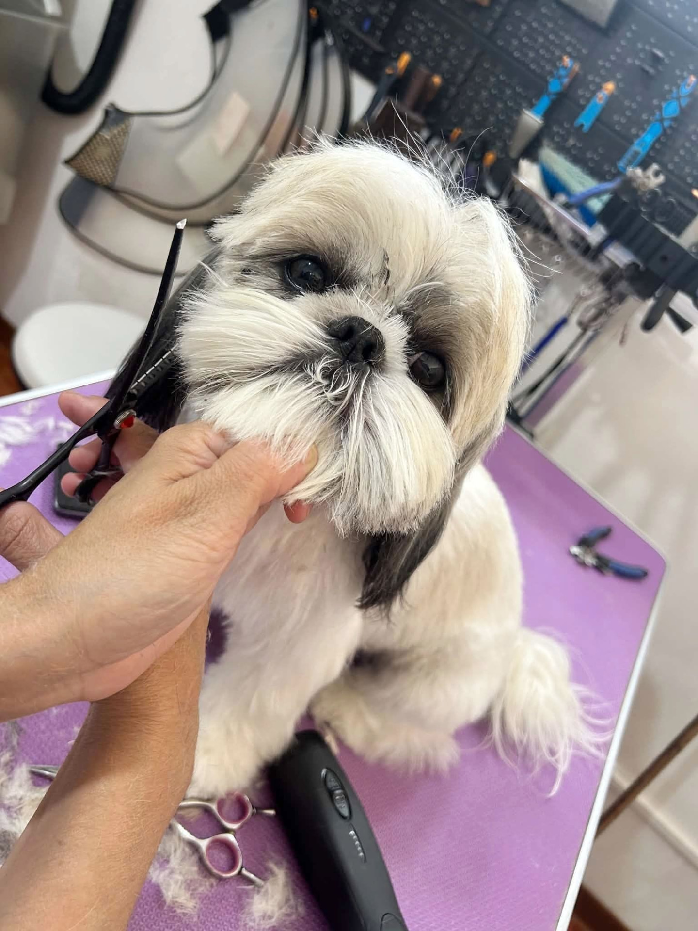 Groomed Shih Tzu