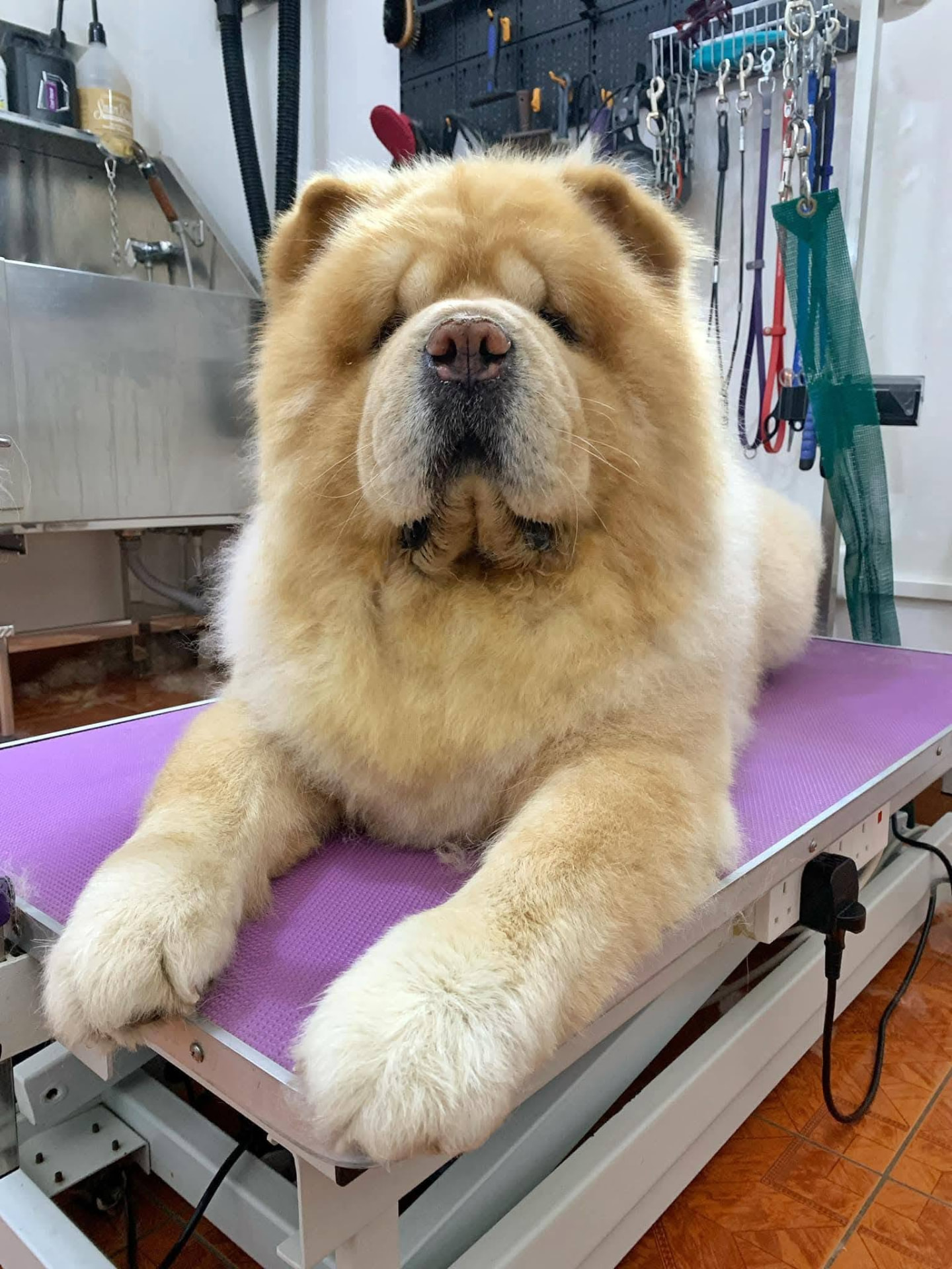 Groomed Chow Chow