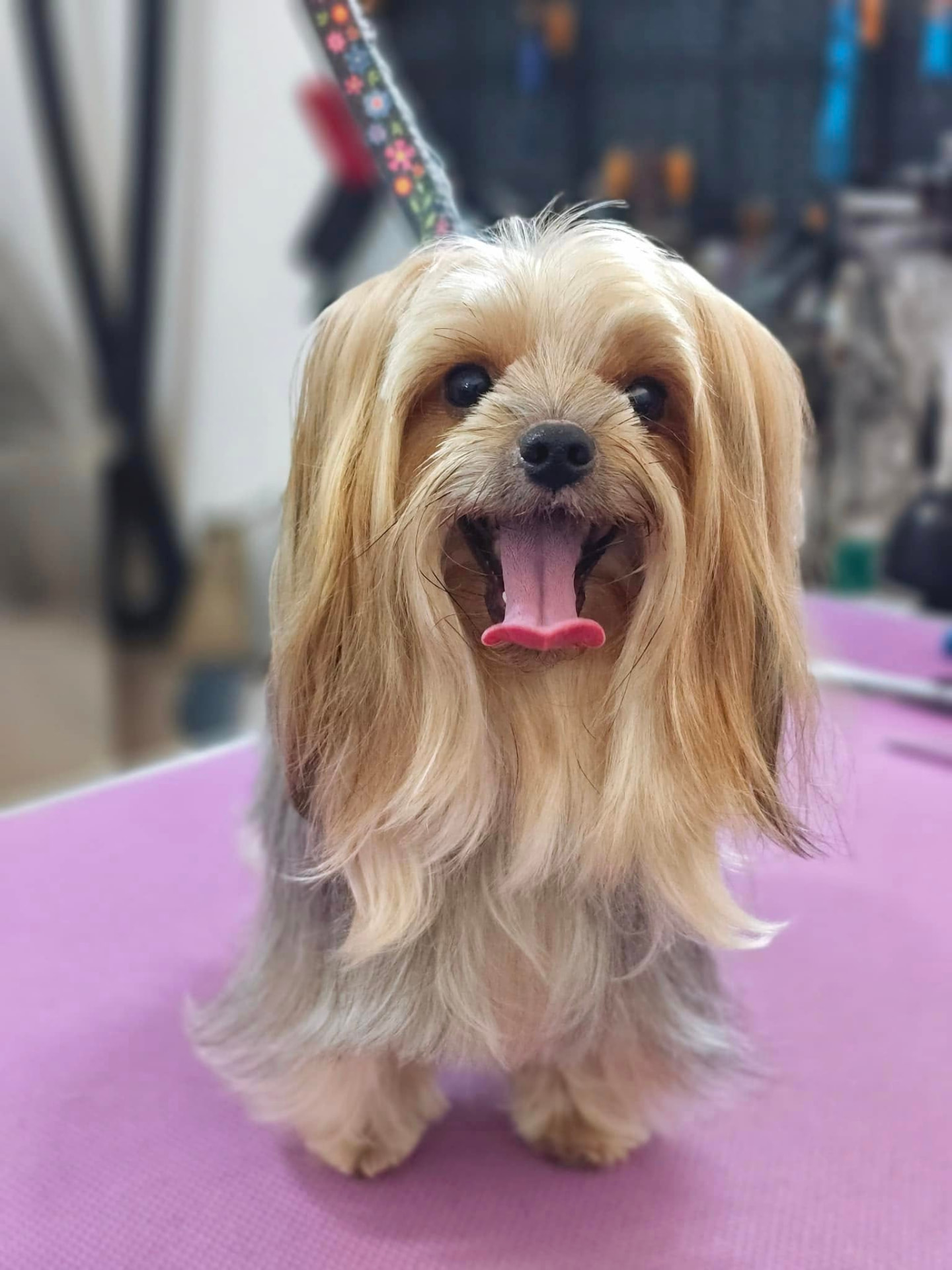 Smiling Yorkshire Terrier