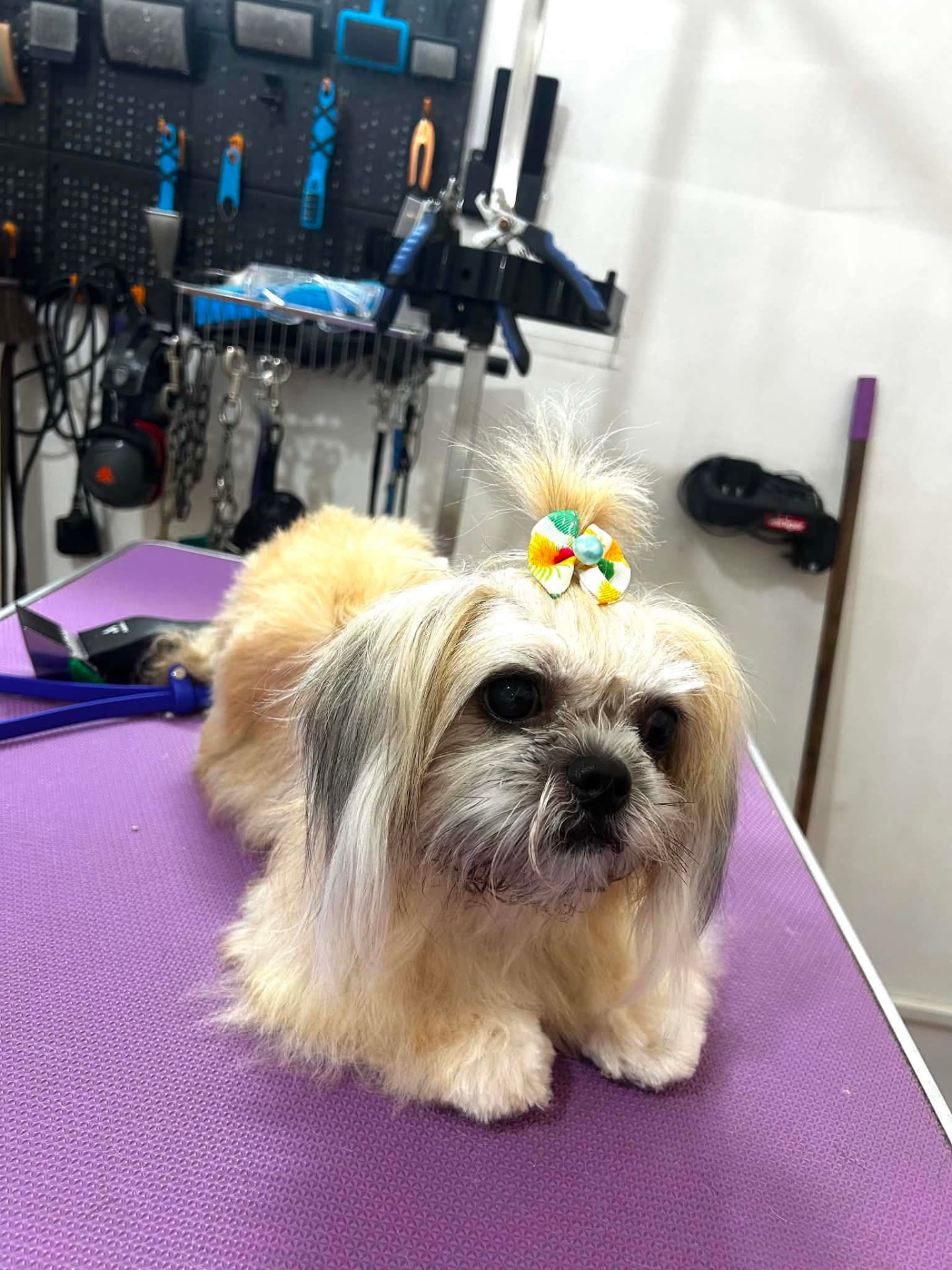 Shih Tzu with topknot