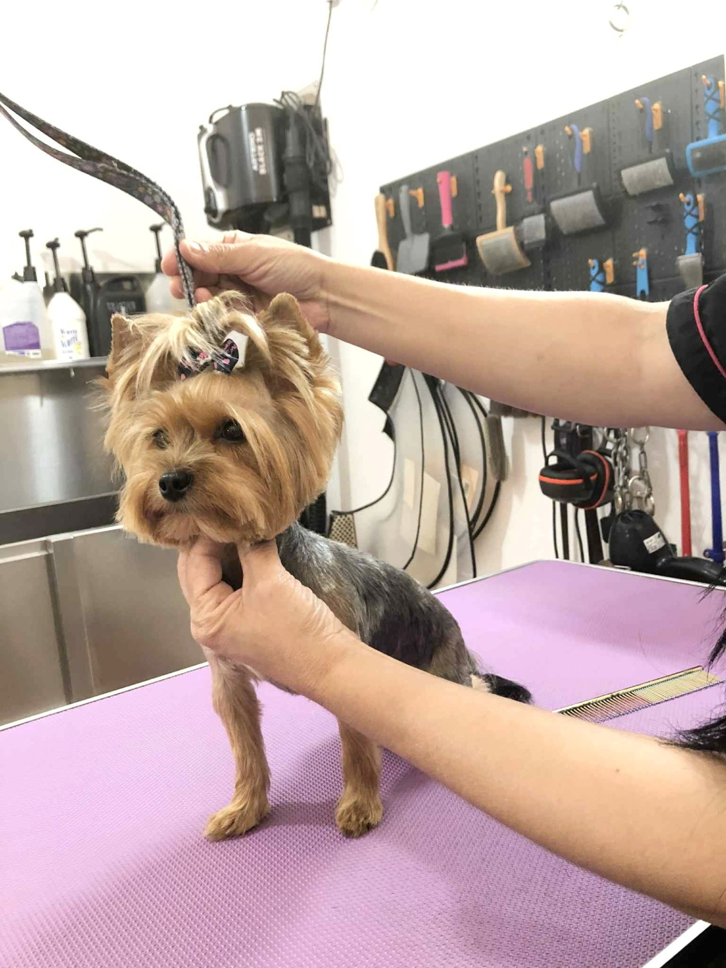 Groomed Yorkshire Terrier