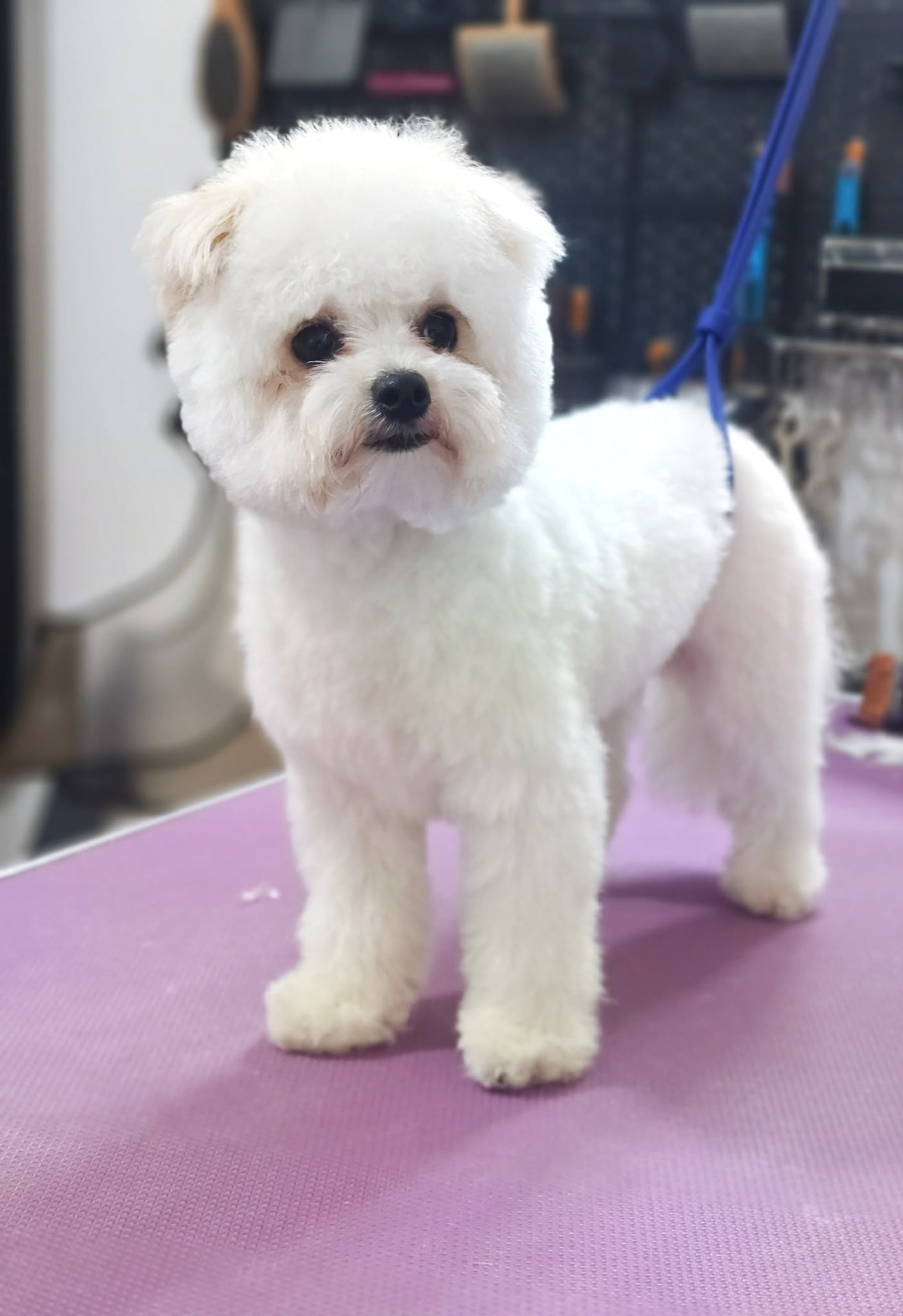 Fluffy white Bichon Frisé