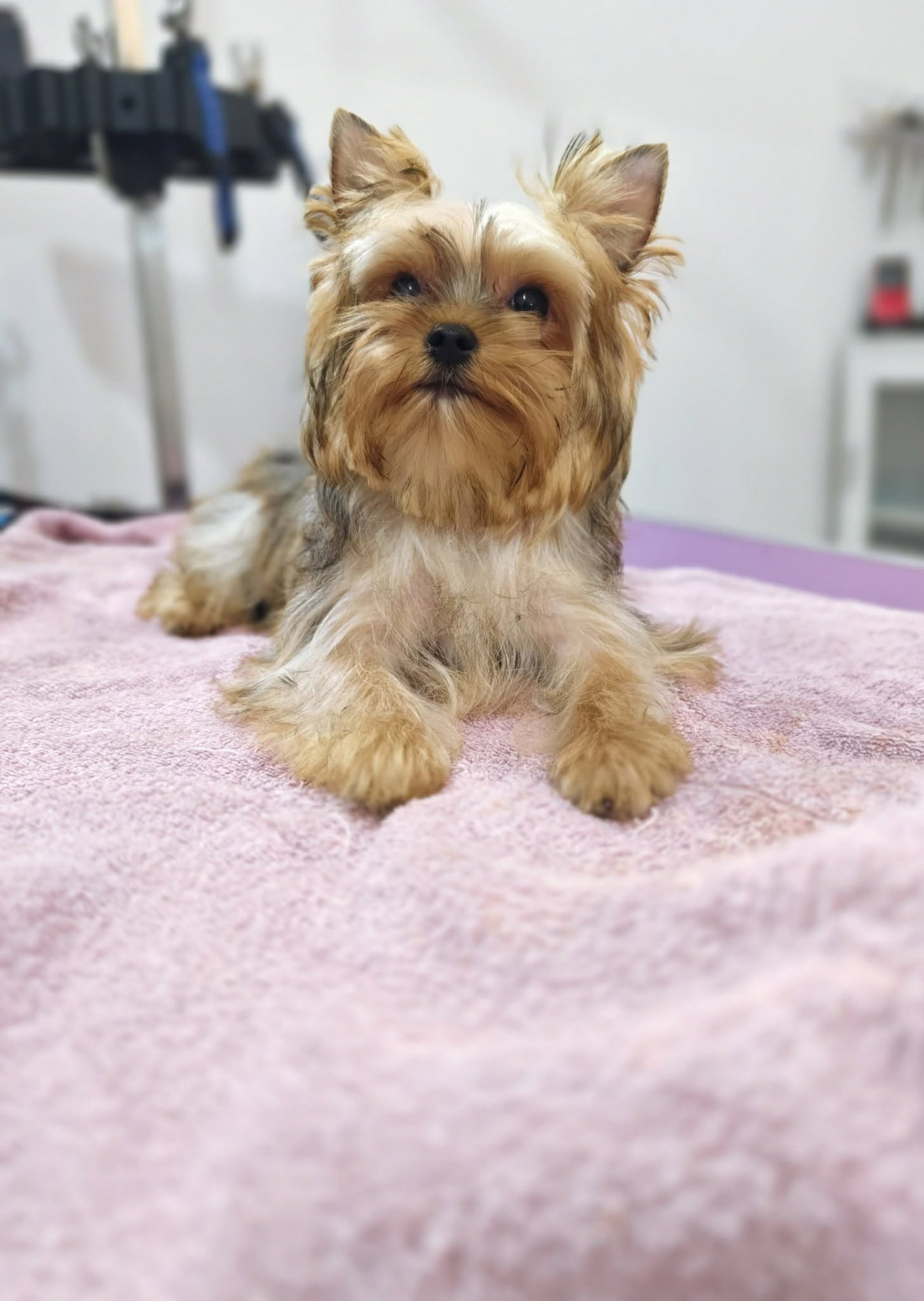 Small Yorkshire Terrier
