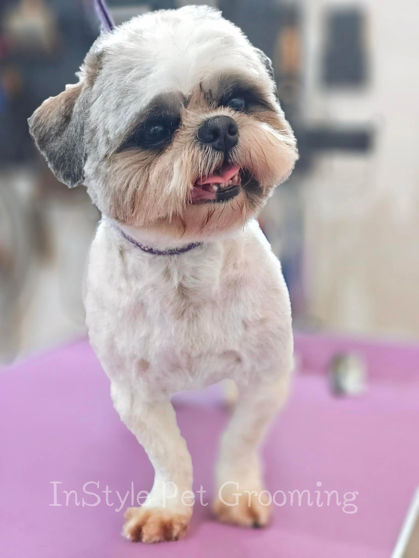 Shih Tzu grooming result